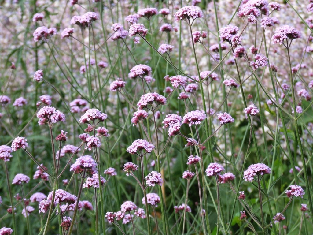 verbena, flower, nature-1581694.jpg
